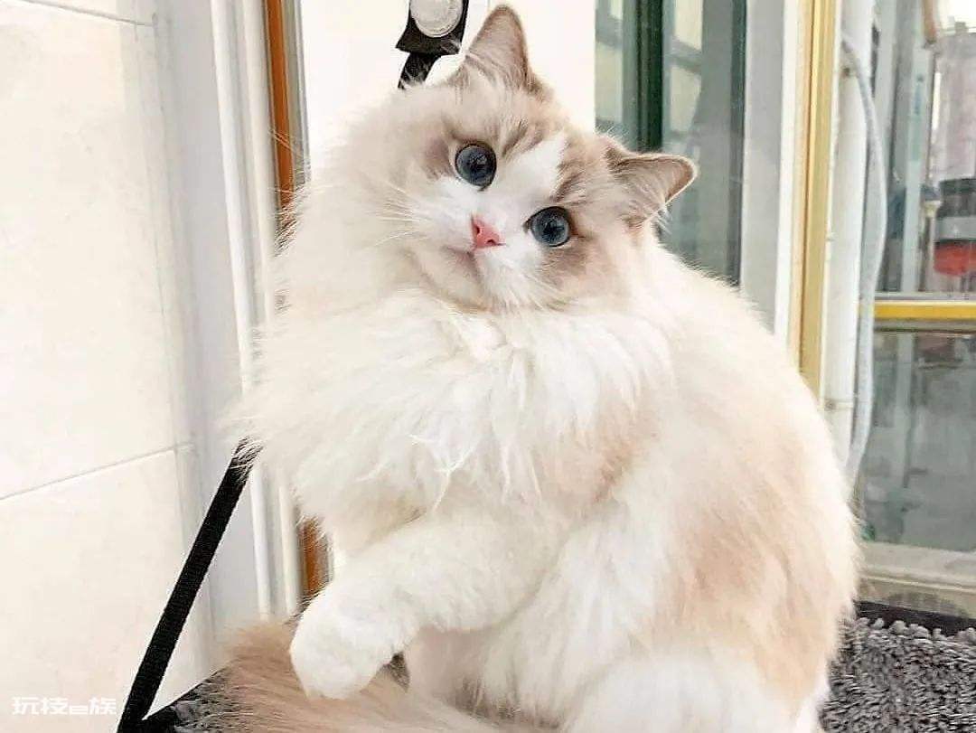 公猫贵还是母猫贵(养公猫和养母猫的六个不同点的建议)-图片1
